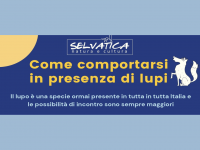 Avvistamento lupi, come comportarsi: linee guida