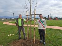 Nuovi alberi a rinforzo del verde pubblico 