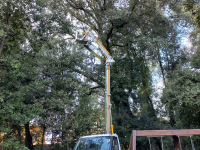 Parco della Pace in sicurezza: ultima fase di intervento nelle aree alberate