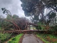 Pini caduti sulla strada: scampato pericolo