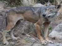 28 FEBBRAIO 2022 / "Parliamo di lupo. Come comportarsi? Come facilitare la convivenza?"