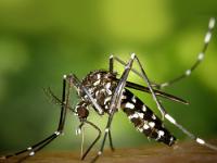 Calendario disinfestazione antilarvare zanzare